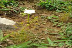 Drosera peltata